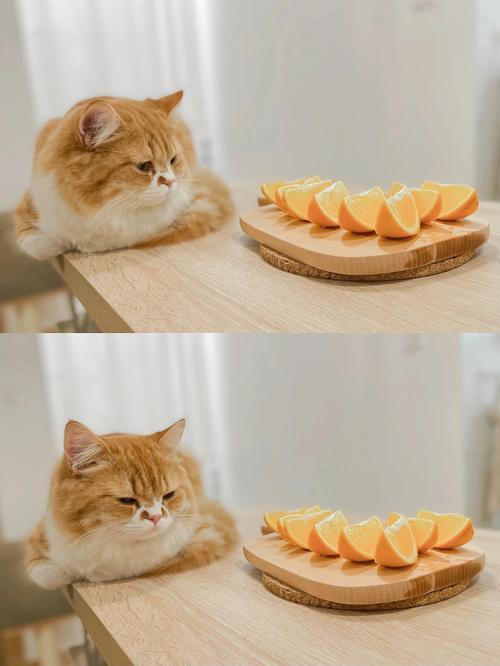猫可以吃橙子吗
