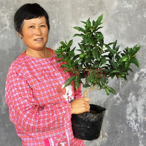羊奶桔嫁接用什么砧木