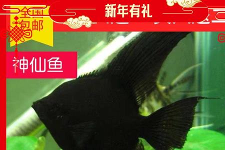 神仙鱼怎么养能长到30厘米