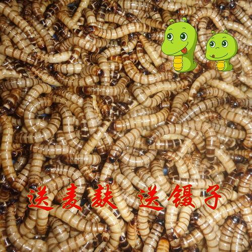 面包虫干和活虫的区别