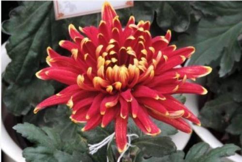 狮子菊花图案有什么寓意