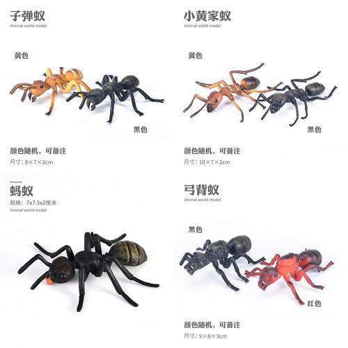 小黄家蚁怎么处理