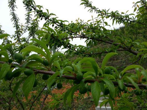 珍珠李枝条发芽要多久