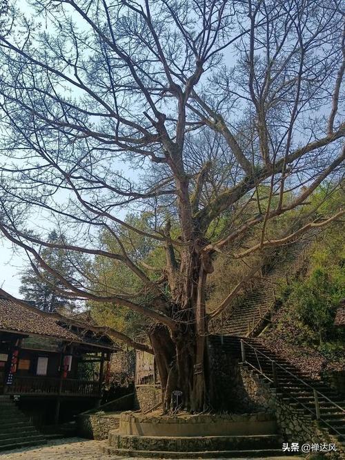 寨里寨气是什么意思