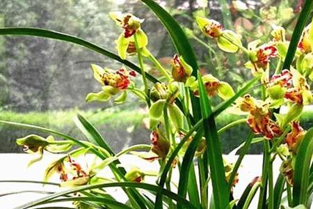建兰在什么温度下开花快