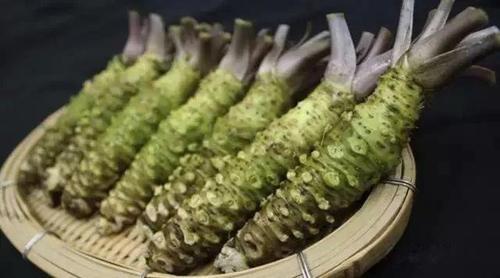 芥末如何抑制上头