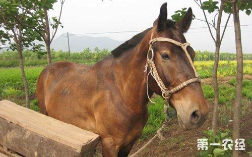 品种最好的骡子
