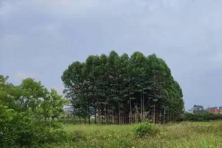 撂荒和抛荒的意思是什么