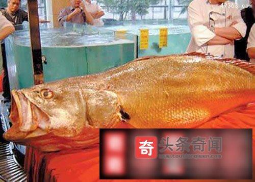 世界上最凶猛的10种海鱼