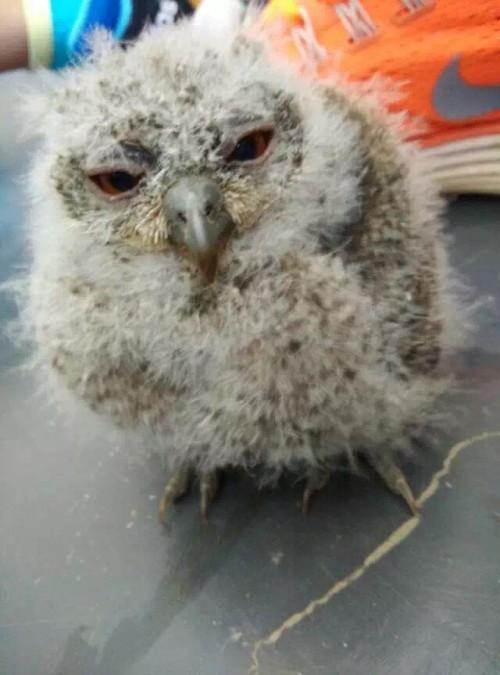 猫头鹰孵化多少时间