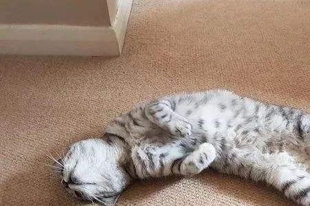 猫咪为什么是冷血动物