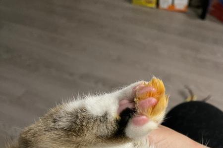 小猫沾到辣椒油怎么办