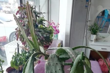 令箭荷花用深盆还是浅盆