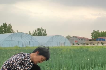 路上捡到葱好不好