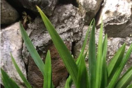 墨兰根部霉变怎么处理