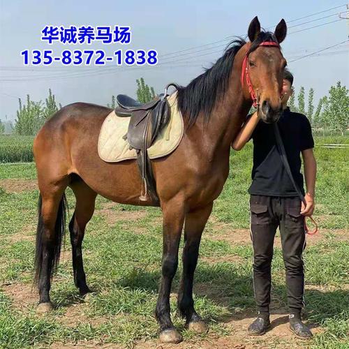 马驹子是什么