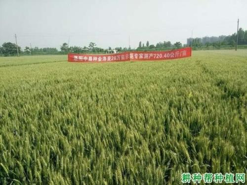 登海轮选145小麦品种介绍