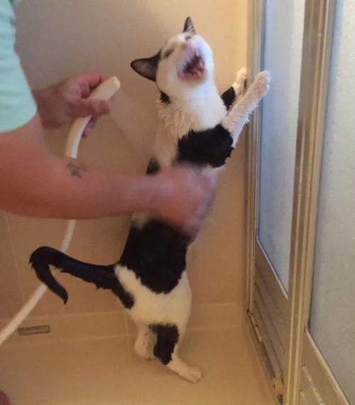 快要冷死的猫要怎么救命