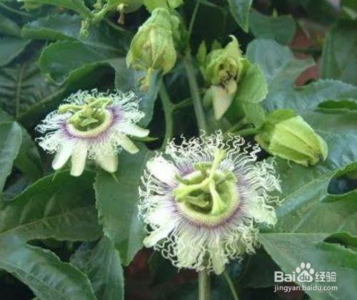 百香果花苞没开就掉了