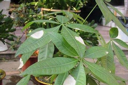 芦粟浇水方法