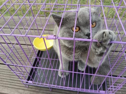 蓝猫在笼子里不停的叫解决办法