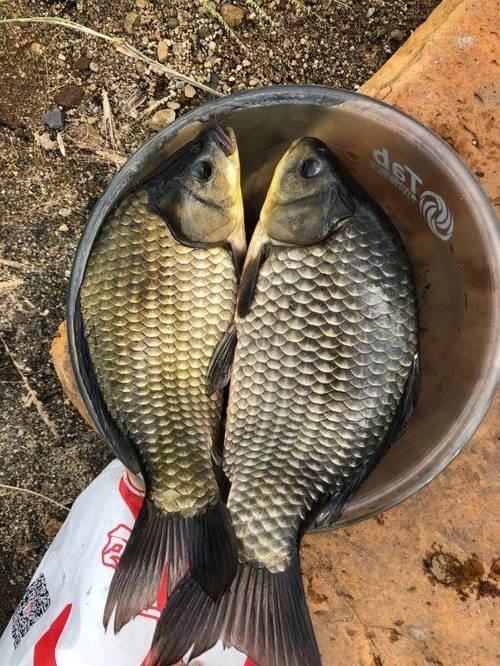 休闲塘钓鲤鱼需要带散炮吗