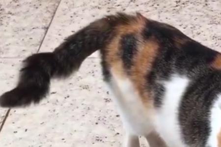 中华田园三花猫咬人吗