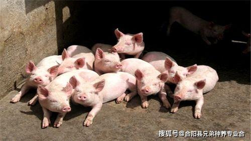 青饲料养猪成本分析