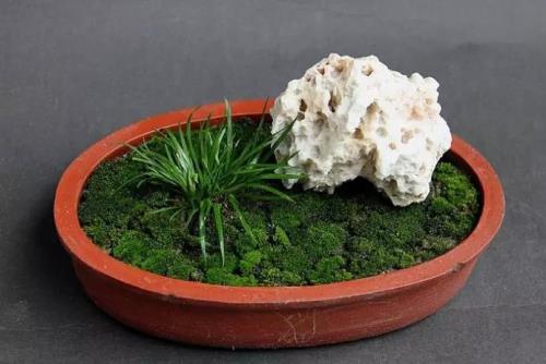 山西有菖蒲生长吗