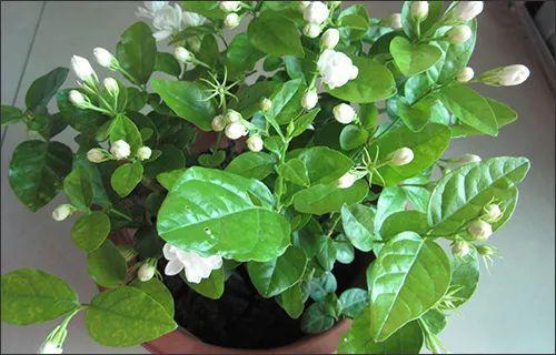 茉莉花的叶子大小不一