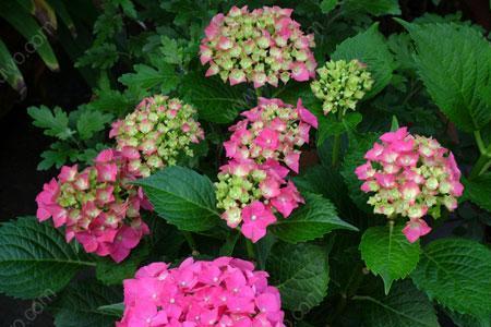 毛芯花种植方法