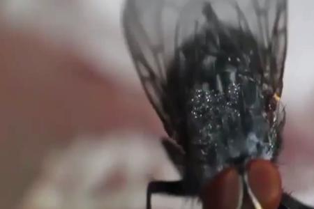 一只燕子一次可以吃多少苍蝇
