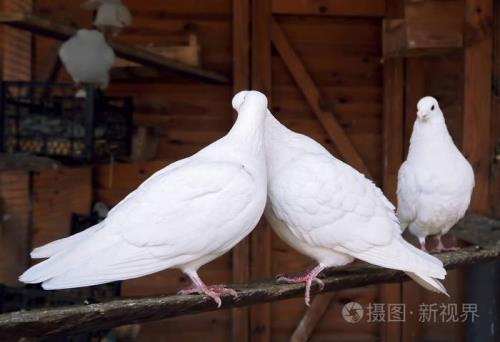 鸽子不接吻怎么回事