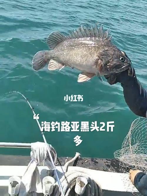天天路亚海钓什么时候更新