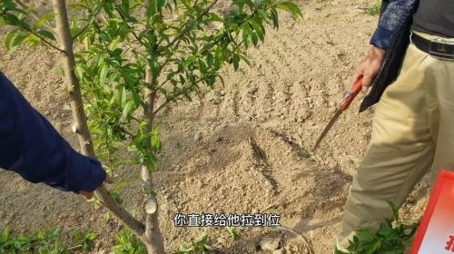 两米多高的桃树移栽怎样剪枝