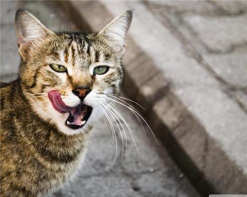 怎么用猫形容老虎
