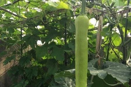 潮汕的鼠瓜是什么瓜