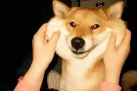 柴犬用掐食喂养吗