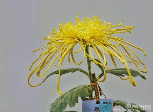 江湖菊花令是什么