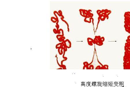 染色体和基因有什么区别