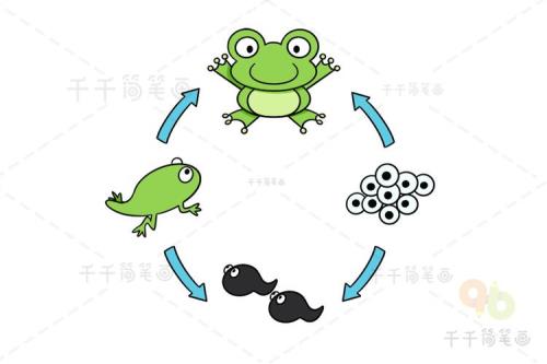 青蛙进化过程时间简图