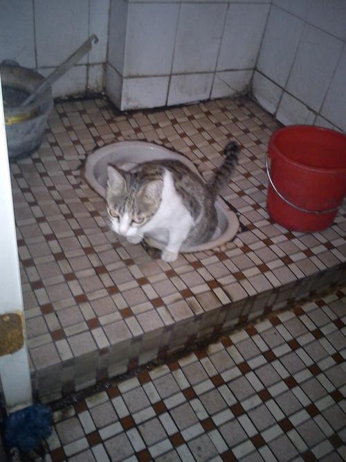 猫关厕所一直叫怎么办