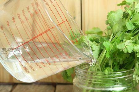 香菜怎么保存冬天冰箱冷冻