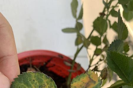 月季花叶子上有粘手的汁液