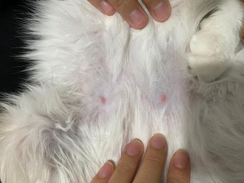 家养母猫会怀孕吗