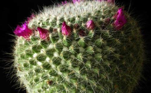 仙人见花又叫什么名字