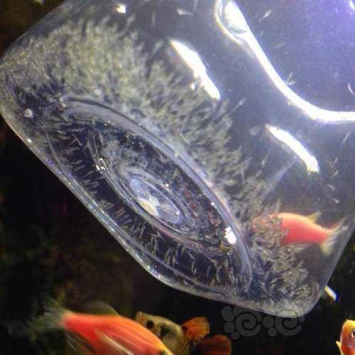 斑马鱼产前的特征
