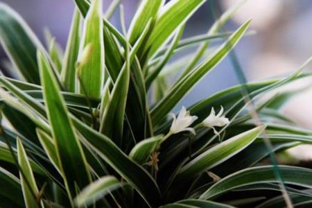 什么样的绿植花卉需要补钙