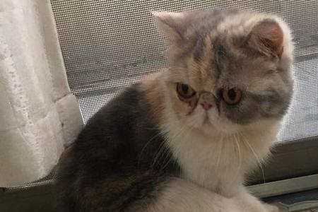 加菲猫几个月可以洗澡