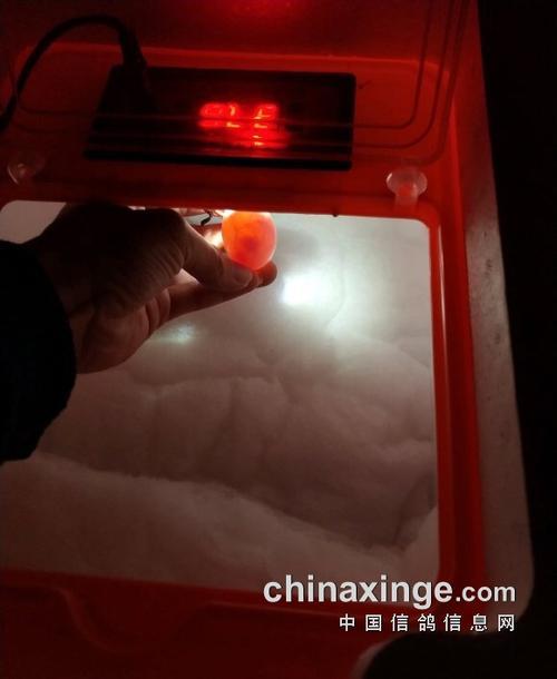 人工孵化鸽子最后几天注意什么